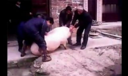 屠宰场杀猪视频,震撼人心的真实画面